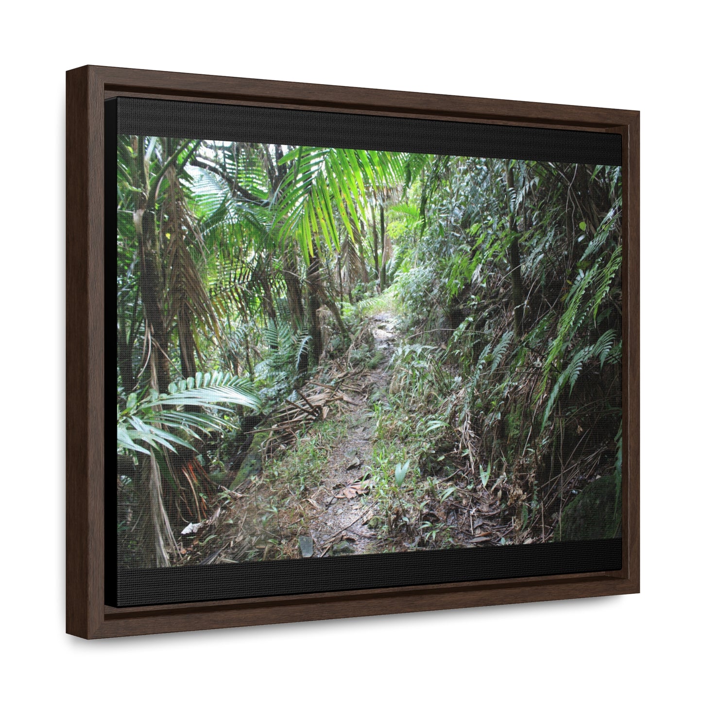 Rainforest Trails & Views - Gallery Canvas Wraps, Horizontal Frame - El Yunque National Forest - Puerto Rico - Early Tradewinds trail - Green Forest Home