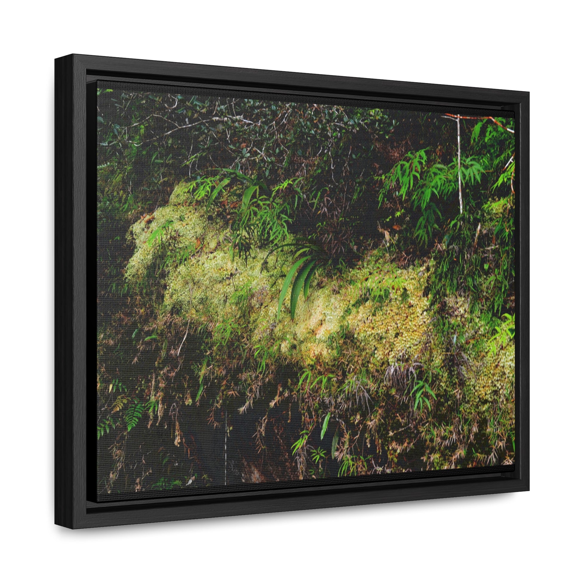 Rainforest Trails & Views - Gallery Canvas Wraps, Horizontal Frame - El Yunque National Forest - PR - PR191 closed road - Huge Boulder with moss - Green Forest Home