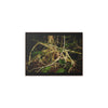 Rainforest Trails & Views - Gallery Canvas Wraps, Horizontal Frame - El Yunque National Forest - Puerto Rico - Tradewinds trail weird trees - Green Forest Home