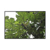 Rainforest Trails & Views - Gallery Canvas Wraps, Horizontal Frame - El Yunque National Forest - Puerto Rico - Rio Sabana Trail - Yagrumo Tree - Green Forest Home