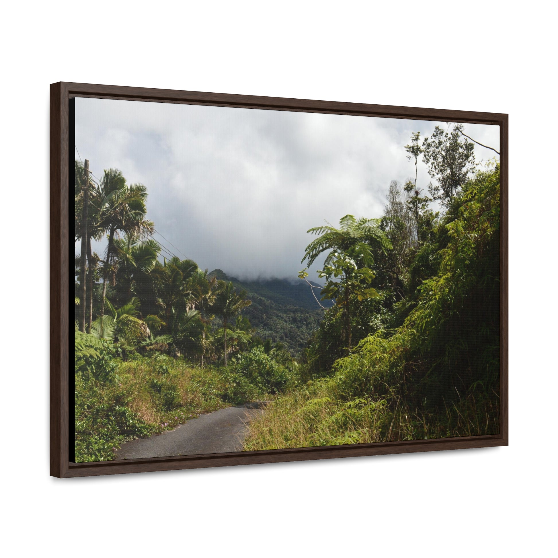 Rainforest Trails & Views - Gallery Canvas Wraps, Horizontal Frame - El Yunque National Forest - Puerto Rico - Closed PR191 forested road - Green Forest Home