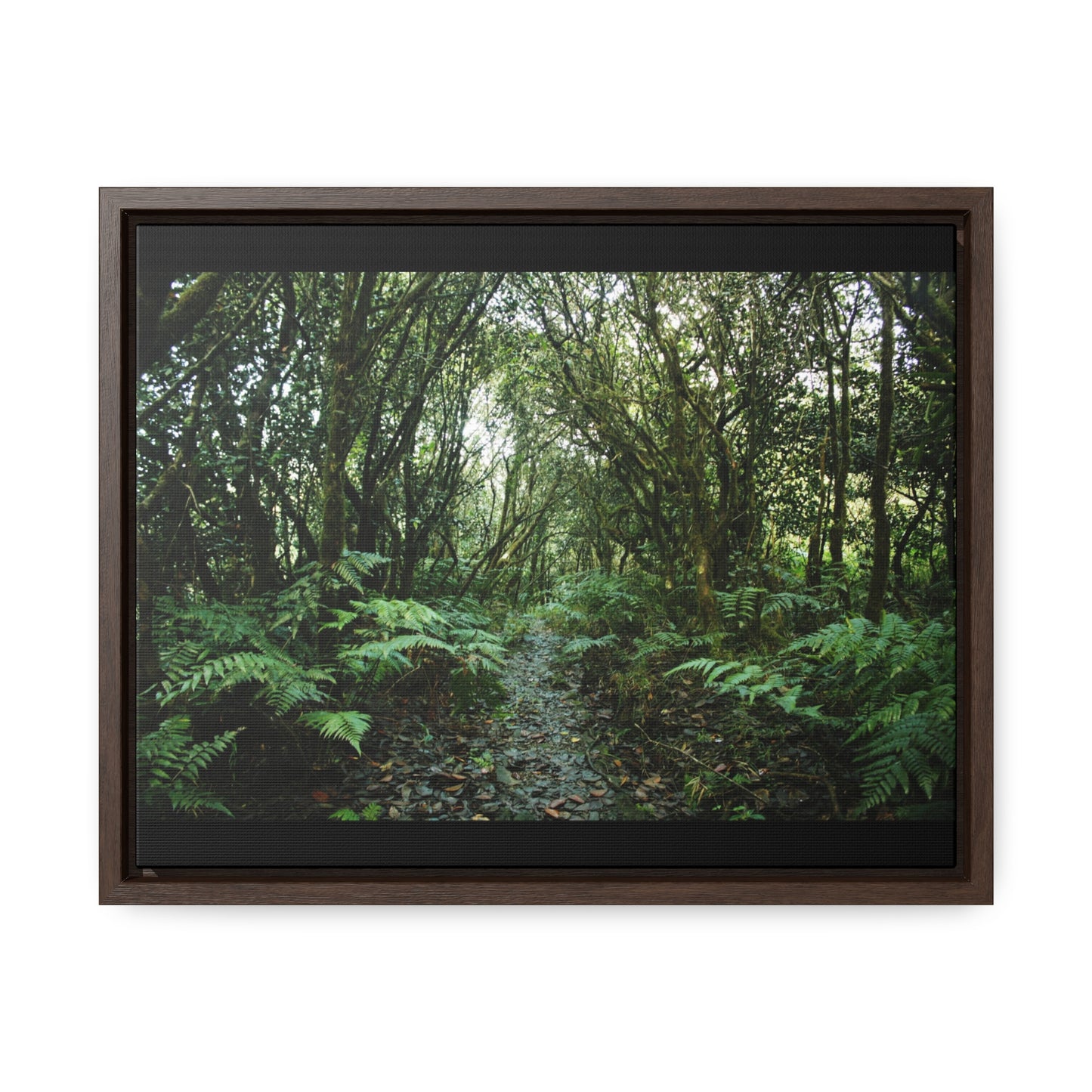 Rainforest Trails & Views - Gallery Canvas Wraps, Horizontal Frame - El Yunque National Forest - Puerto Rico - Tradewinds trail cloud forest - Green Forest Home