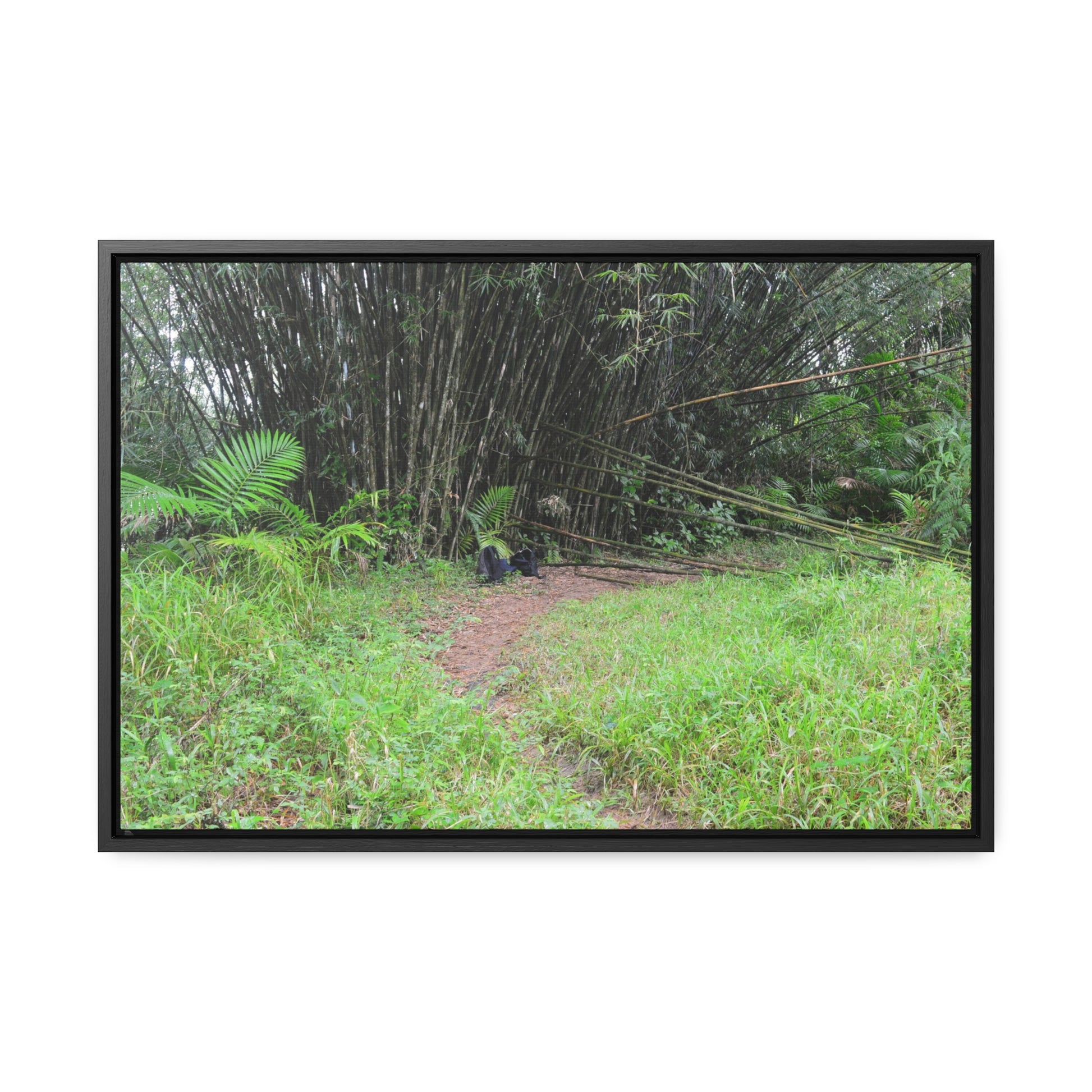 Rainforest Trails & Views - Gallery Canvas Wraps, Horizontal Frame - El Yunque National Forest - Puerto Rico - Path in camping zone near peaks - Green Forest Home