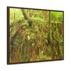 Rainforest Trails & Views - Gallery Canvas Wraps, Horizontal Frame - El Yunque National Forest - Puerto Rico - Deep forest explorations - reveal a boulder with 3 Sierra Palm red roots on it seeking the water level