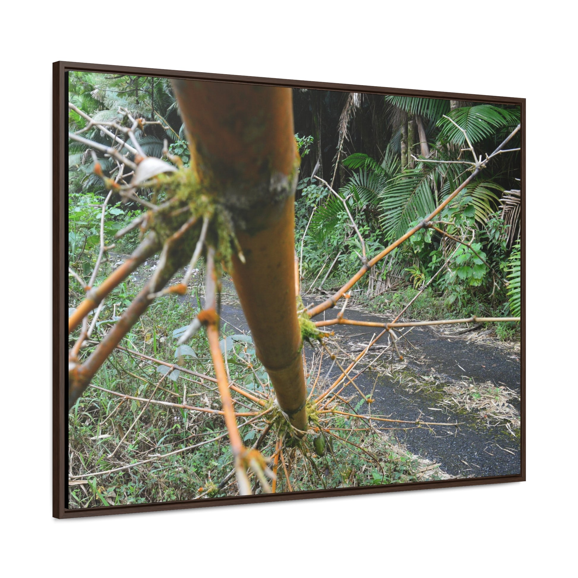 Rainforest Trails & Views - Gallery Canvas Wraps, Horizontal Frame - El Yunque National Forest - Puerto Rico - PR191 Closed forest road with fallend bamboo - Green Forest Home