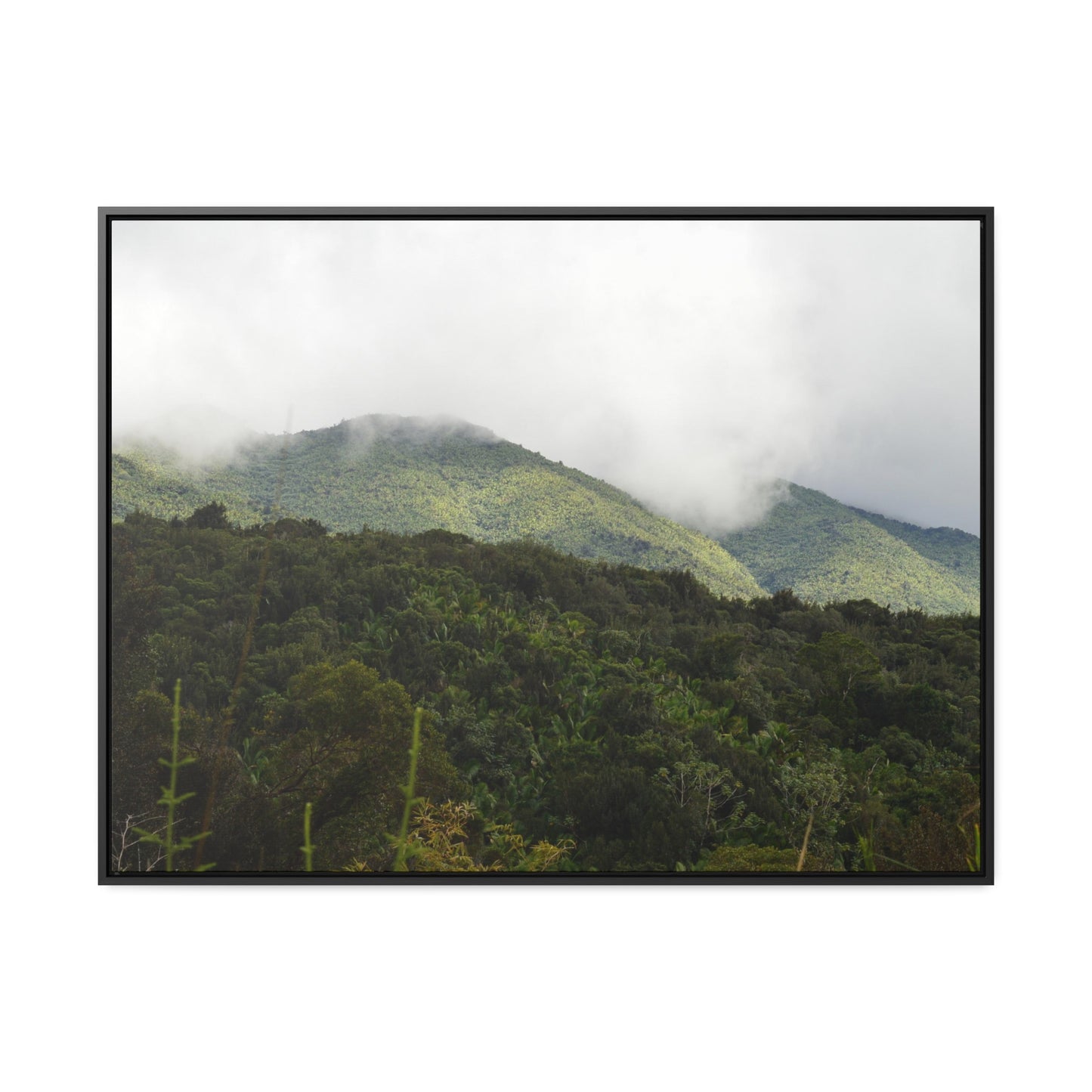 Rainforest Trails & Views - Gallery Canvas Wraps, Horizontal Frame - El Yunque National Forest - Puerto Rico - View from Closed PR191 road - Green Forest Home