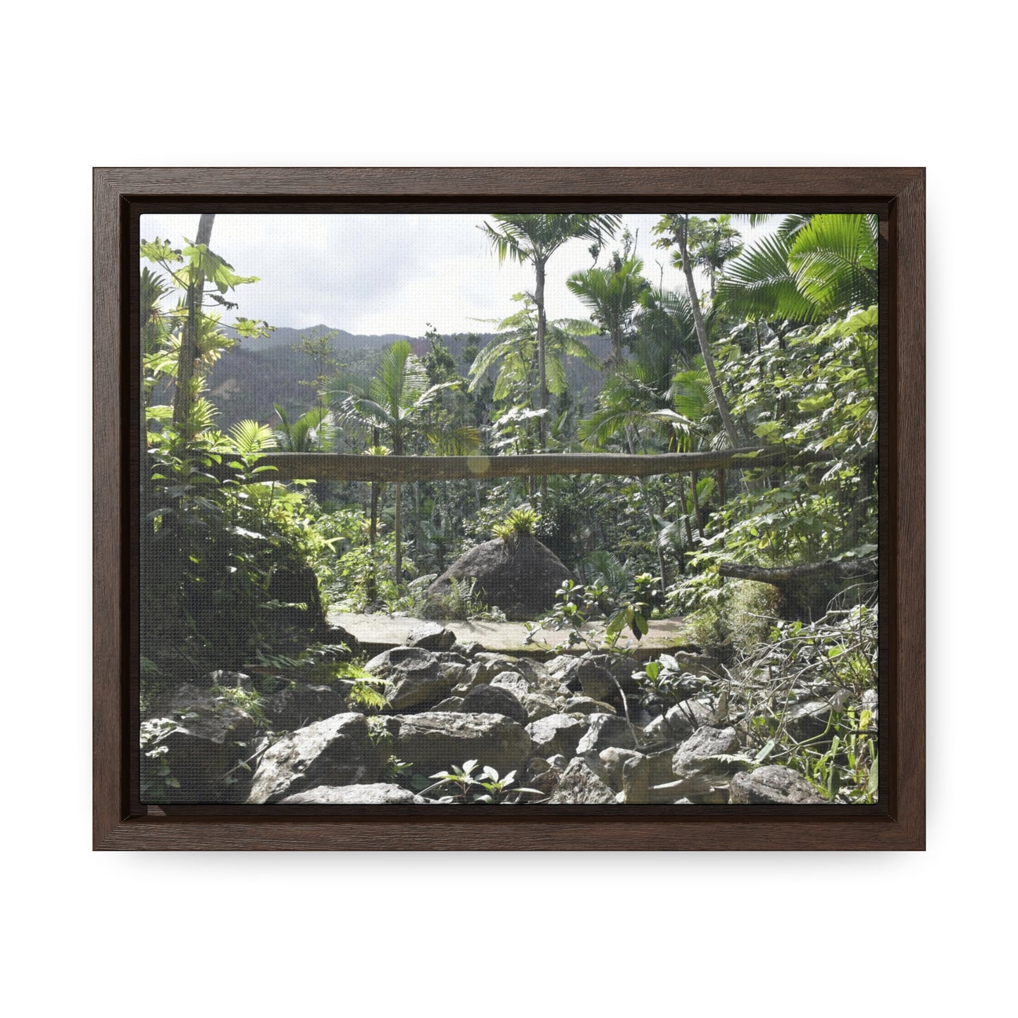 Rainforest Trails & Views - Gallery Canvas Wraps, Horizontal Frame - El Yunque National Forest - Puerto Rico - Rio Sabana Trail - Green Forest Home