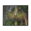 Rainforest Trails & Views - Gallery Canvas Wraps, Horizontal Frame - El Yunque National Forest - Puerto Rico - A close view of the Sierra Palm tree