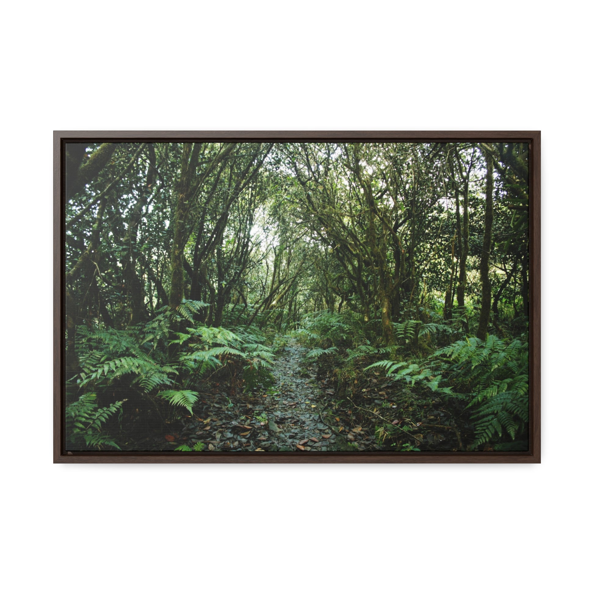 Rainforest Trails & Views - Gallery Canvas Wraps, Horizontal Frame - El Yunque National Forest - Puerto Rico - Tradewinds trail cloud forest - Green Forest Home