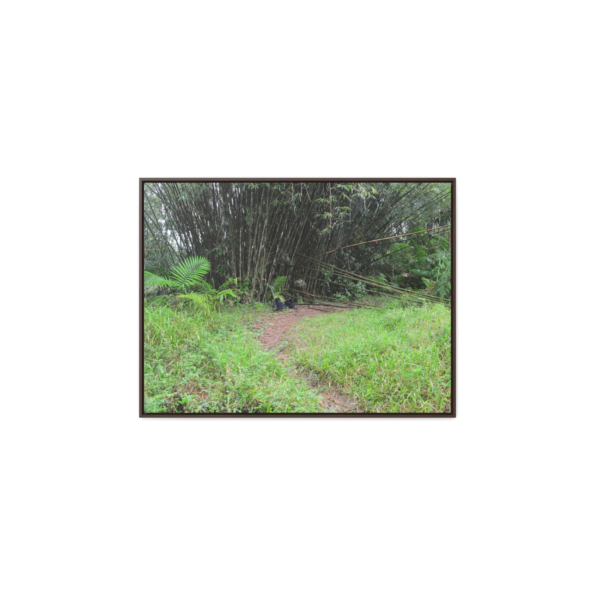 Rainforest Trails & Views - Gallery Canvas Wraps, Horizontal Frame - El Yunque National Forest - Puerto Rico - Path in camping zone near peaks - Green Forest Home