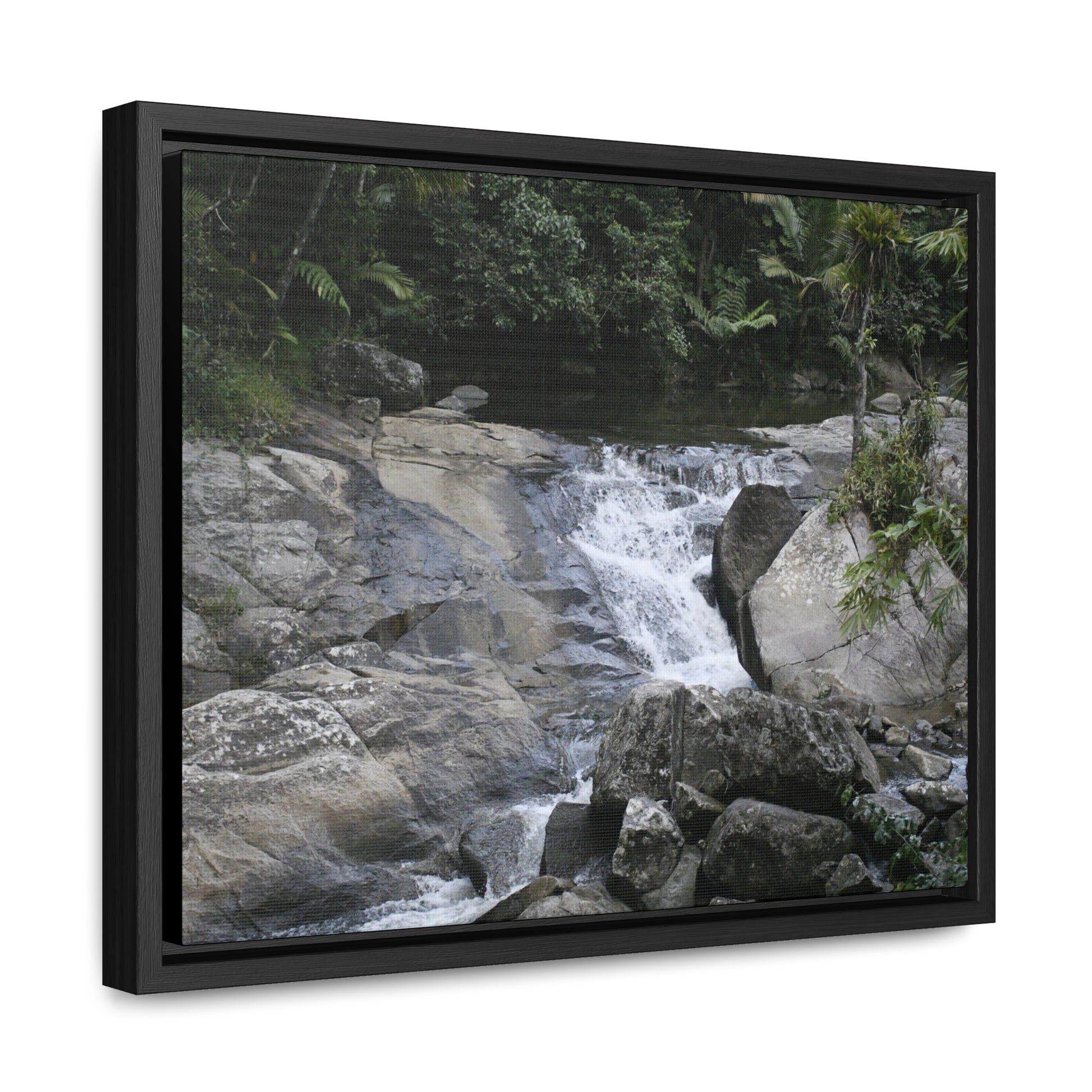 Rainforest Trails & Views - Gallery Canvas Wraps, Horizontal Frame - El Yunque National Forest - Puerto Rico - Nice ponds above the bridge and next toi Rio Sabana Park camping grounds - Green Forest Home