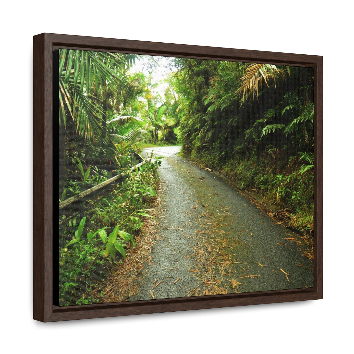 Rainforest Trails & Views - Gallery Canvas Wraps, Horizontal Frame - El Yunque National Forest - Puerto Rico - The winding El Yunque main road PR 191 near the top