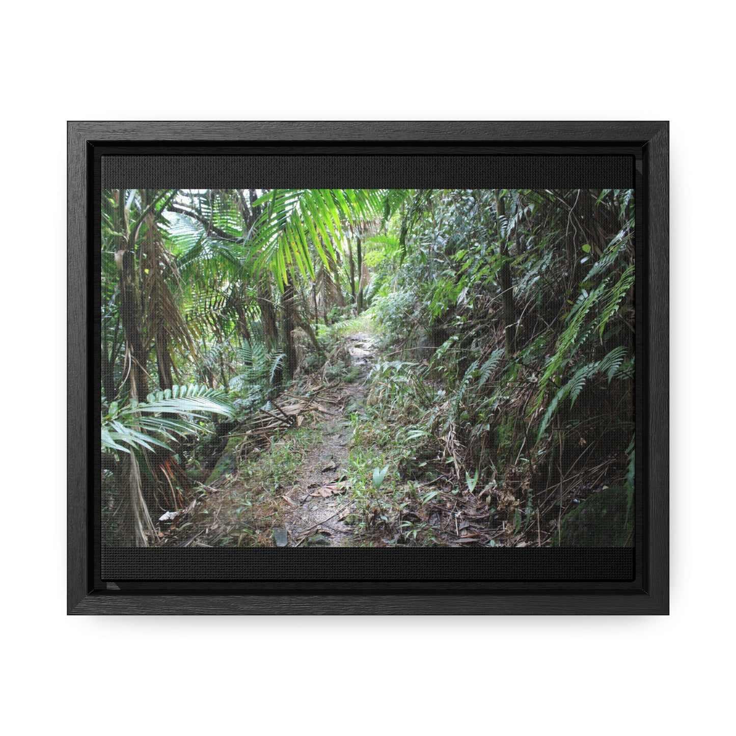 Rainforest Trails & Views - Gallery Canvas Wraps, Horizontal Frame - El Yunque National Forest - Puerto Rico - Early Tradewinds trail - Green Forest Home