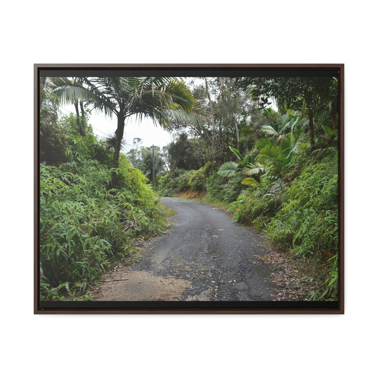 Rainforest Trails & Views - Gallery Canvas Wraps, Horizontal Frame - El Yunque National Forest - Puerto Rico - The PR 191 closed forested road - Green Forest Home