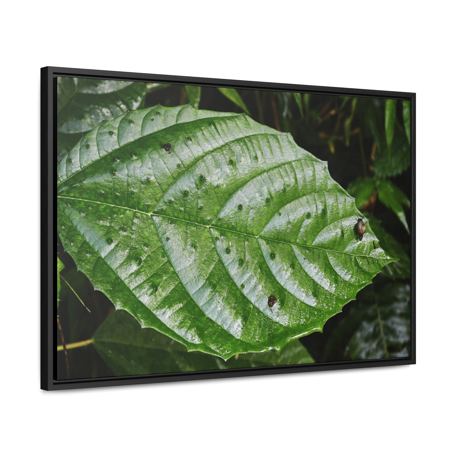 Rainforest Trails & Views - Gallery Canvas Wraps, Horizontal Frame - El Yunque National Forest - Rio Sabana road - Ortiga corrosive plant leaf - Green Forest Home