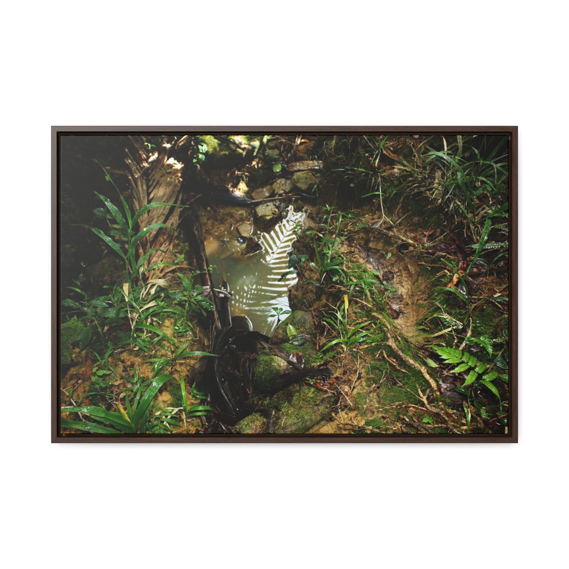 Rainforest Trails & Views - Gallery Canvas Wraps, Horizontal Frame - El Yunque National Forest - Puerto Rico - Tradewinds where streams begin - Green Forest Home