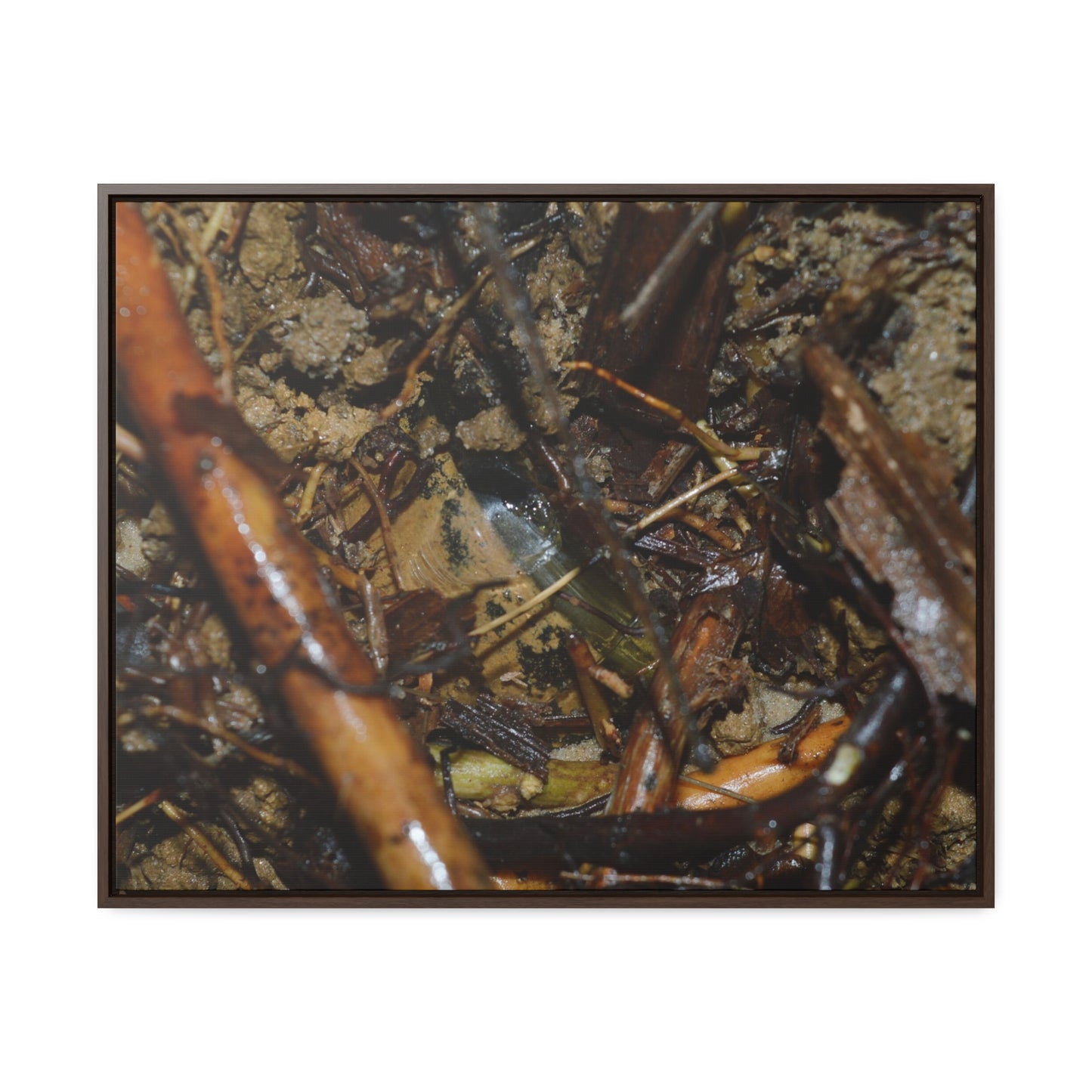 Rainforest Trails & Views - Gallery Canvas Wraps, Horizontal Frame - El Yunque National Forest - Puerto Rico - The dense forest ground near the top of PR 191 - the red root is a Sierra Palm root - Green Forest Home