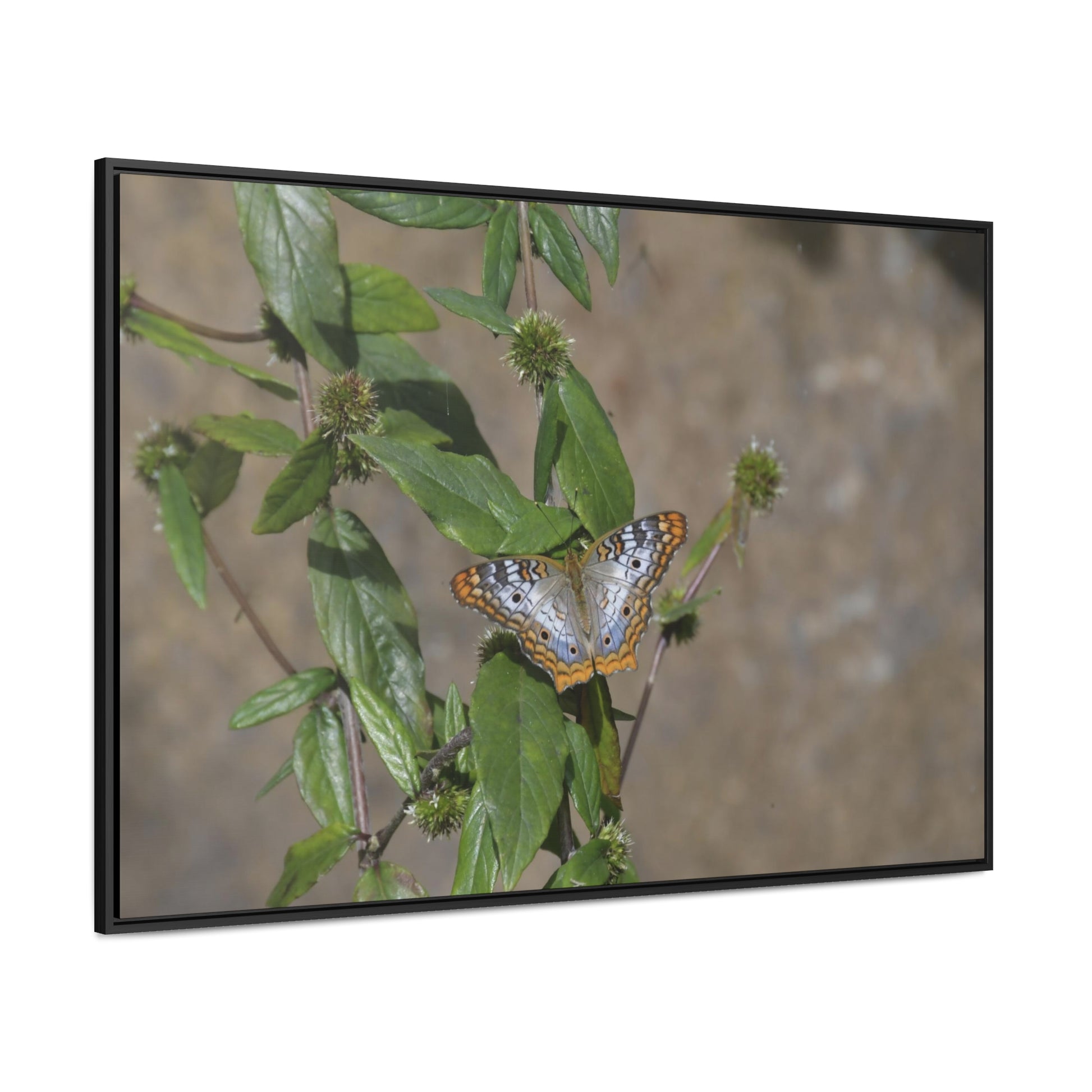 Rainforest Trails & Views - Gallery Canvas Wraps, Horizontal Frame - El Yunque National Forest - Puerto Rico - Rio Sabana Park Butterfly - Green Forest Home