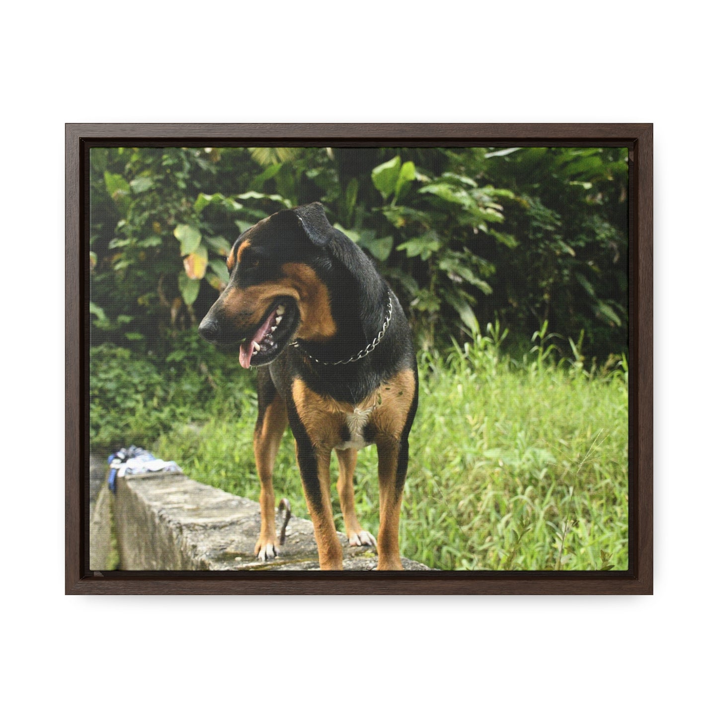 Rainforest Trails & Views - Gallery Canvas Wraps, Horizontal Frame - El Yunque National Forest - Puerto Rico - Rio Sabana Cubuy River - Firo the dog explorer - Green Forest Home