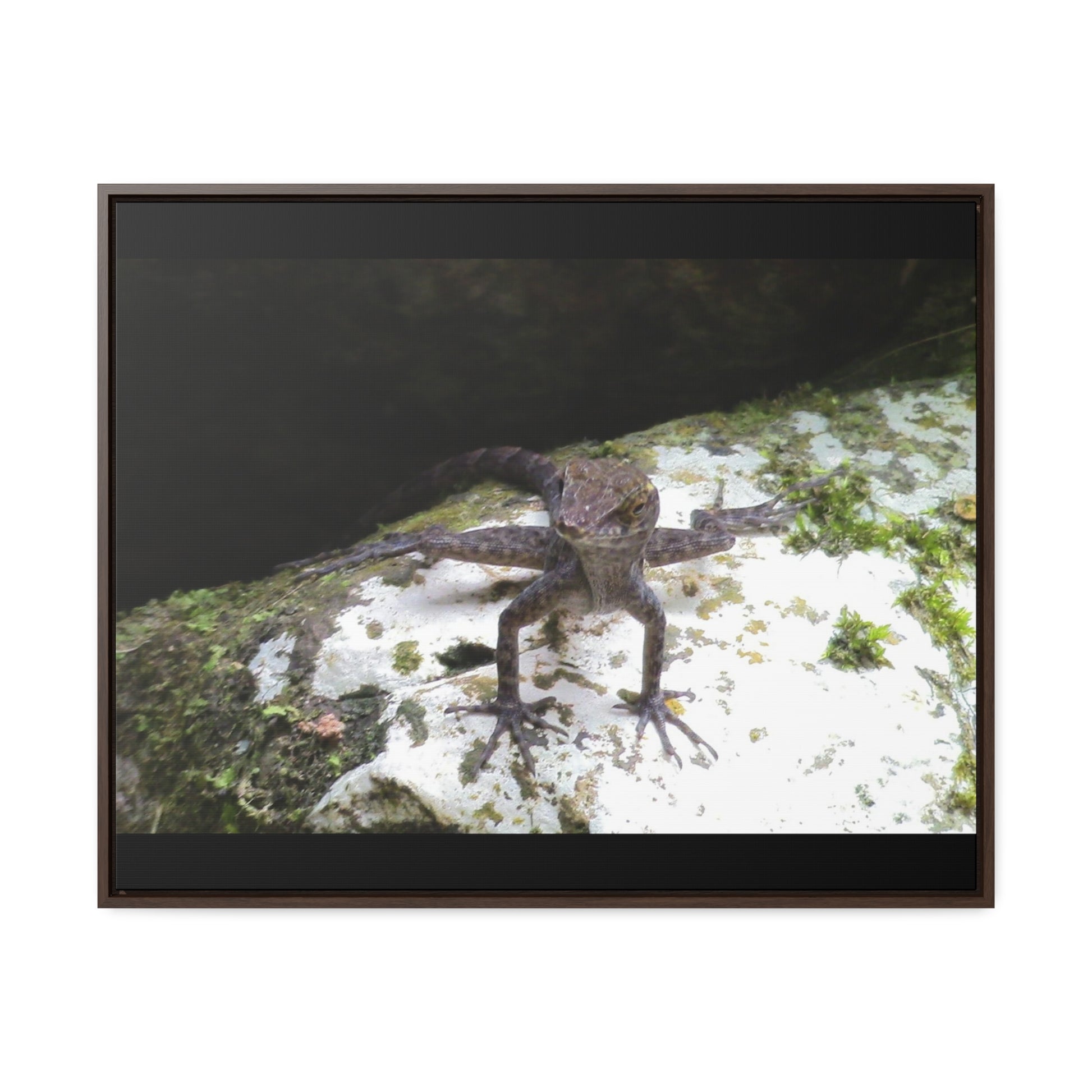 Rainforest Trails & Views - Gallery Canvas Wraps, Horizontal Frame - El Yunque National Forest - Puerto Rico - Lizard in readyness - Green Forest Home