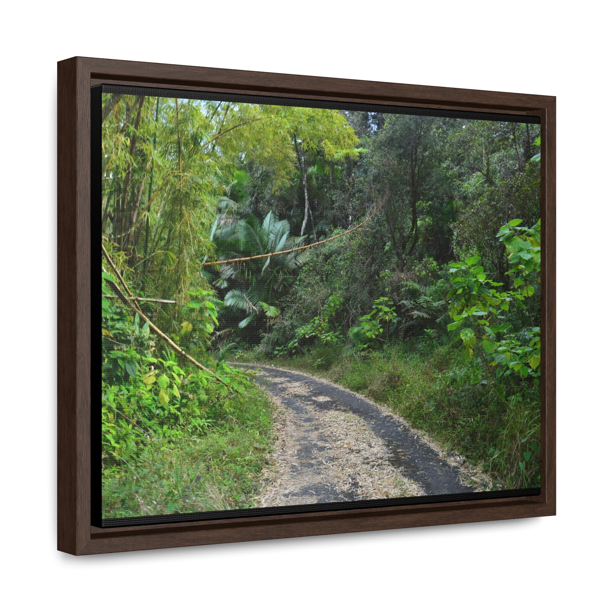 Rainforest Trails & Views - Gallery Canvas Wraps, Horizontal Frame - El Yunque National Forest - Puerto Rico - Closed PR191 forested road - Green Forest Home