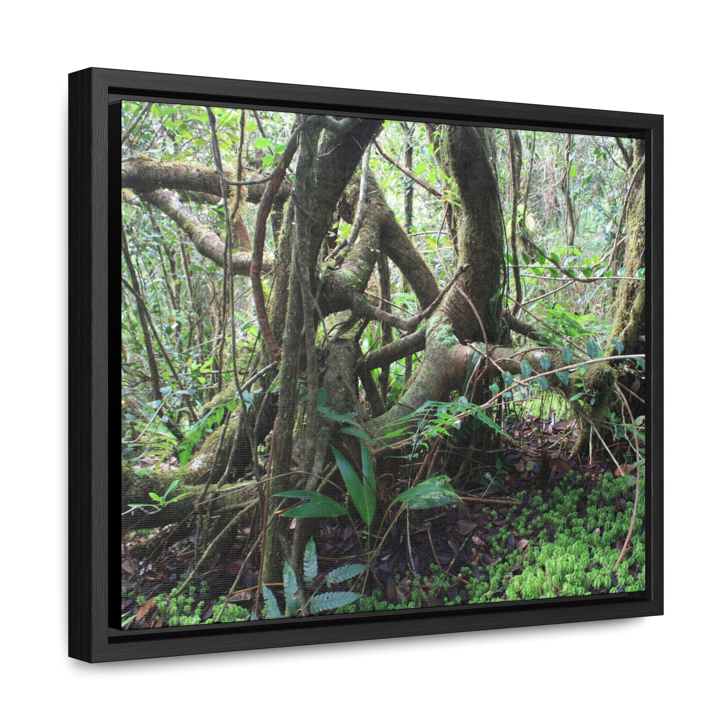 Rainforest Trails & Views - Gallery Canvas Wraps, Horizontal Frame - El Yunque National Forest - Puerto Rico - Tradewinds trail tree-jungle in the cloud forest - Green Forest Home