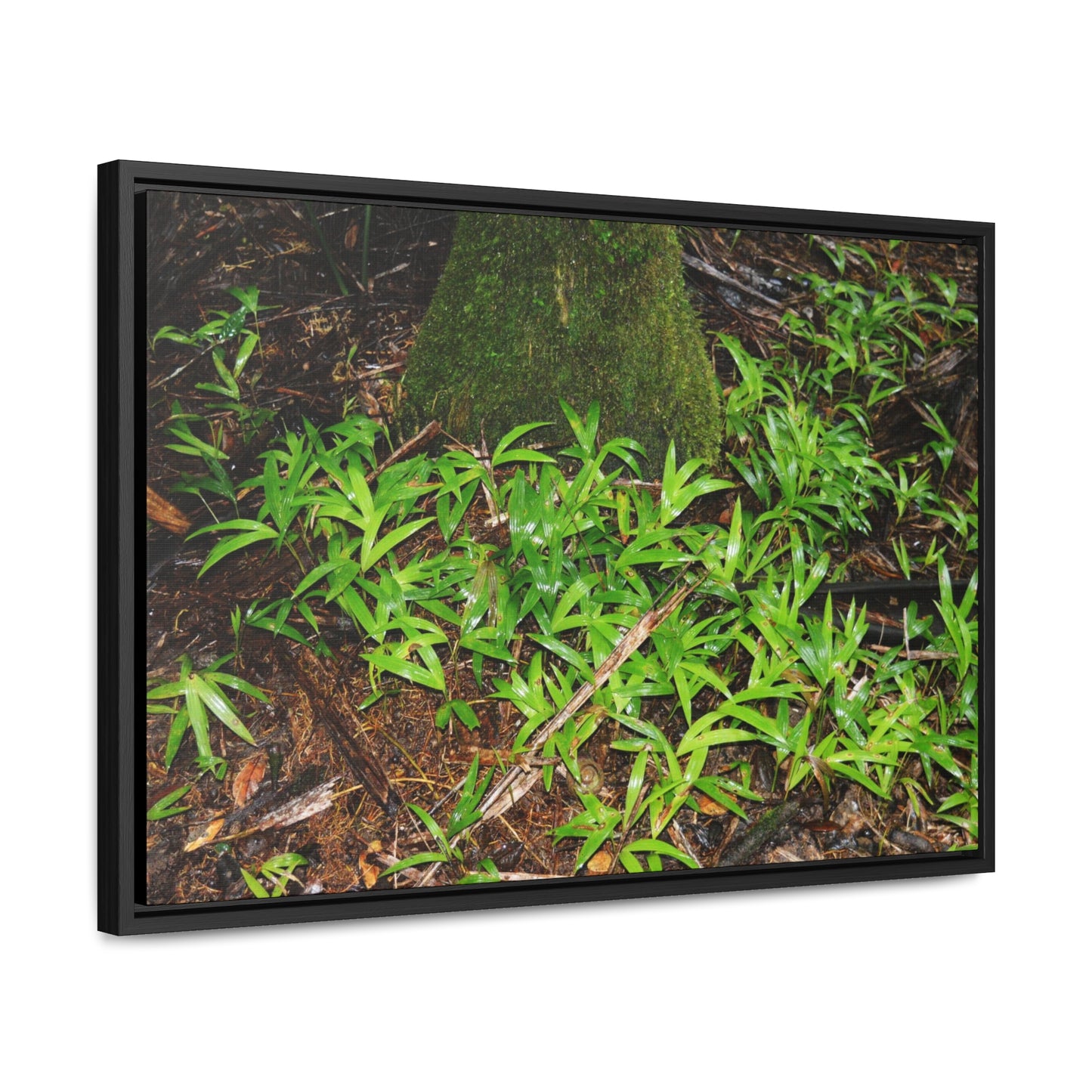 Rainforest Trails & Views - Gallery Canvas Wraps, Horizontal Frame - El Yunque National Forest - Puerto Rico - The tender Sierra Tree Palm protects here babies plants in the shade below