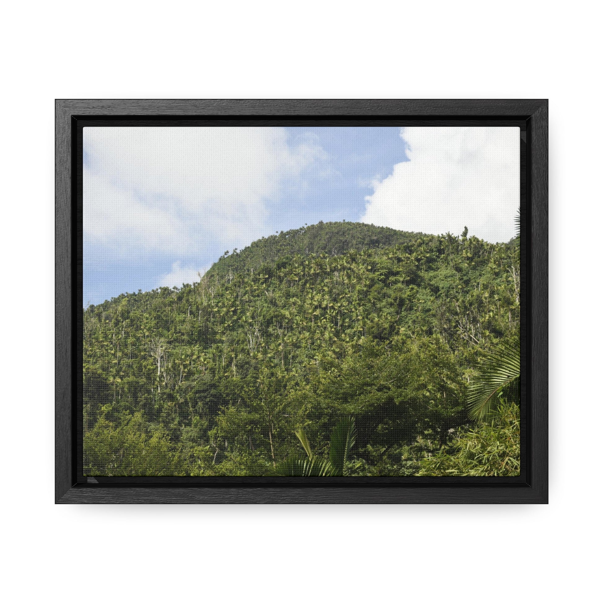 Rainforest Trails & Views - Gallery Canvas Wraps, Horizontal Frame - El Yunque National Forest - Puerto Rico - Rio Sabana park dense forest mountains - Green Forest Home