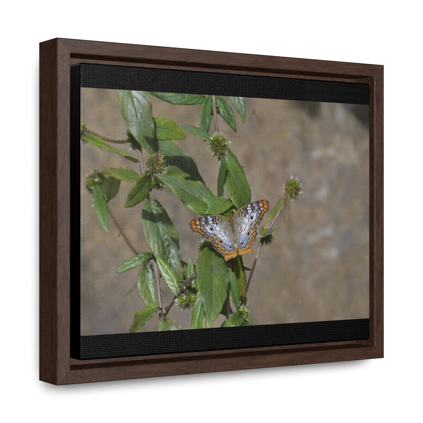 Rainforest Trails & Views - Gallery Canvas Wraps, Horizontal Frame - El Yunque National Forest - Puerto Rico - Rio Sabana Park Butterfly - Green Forest Home