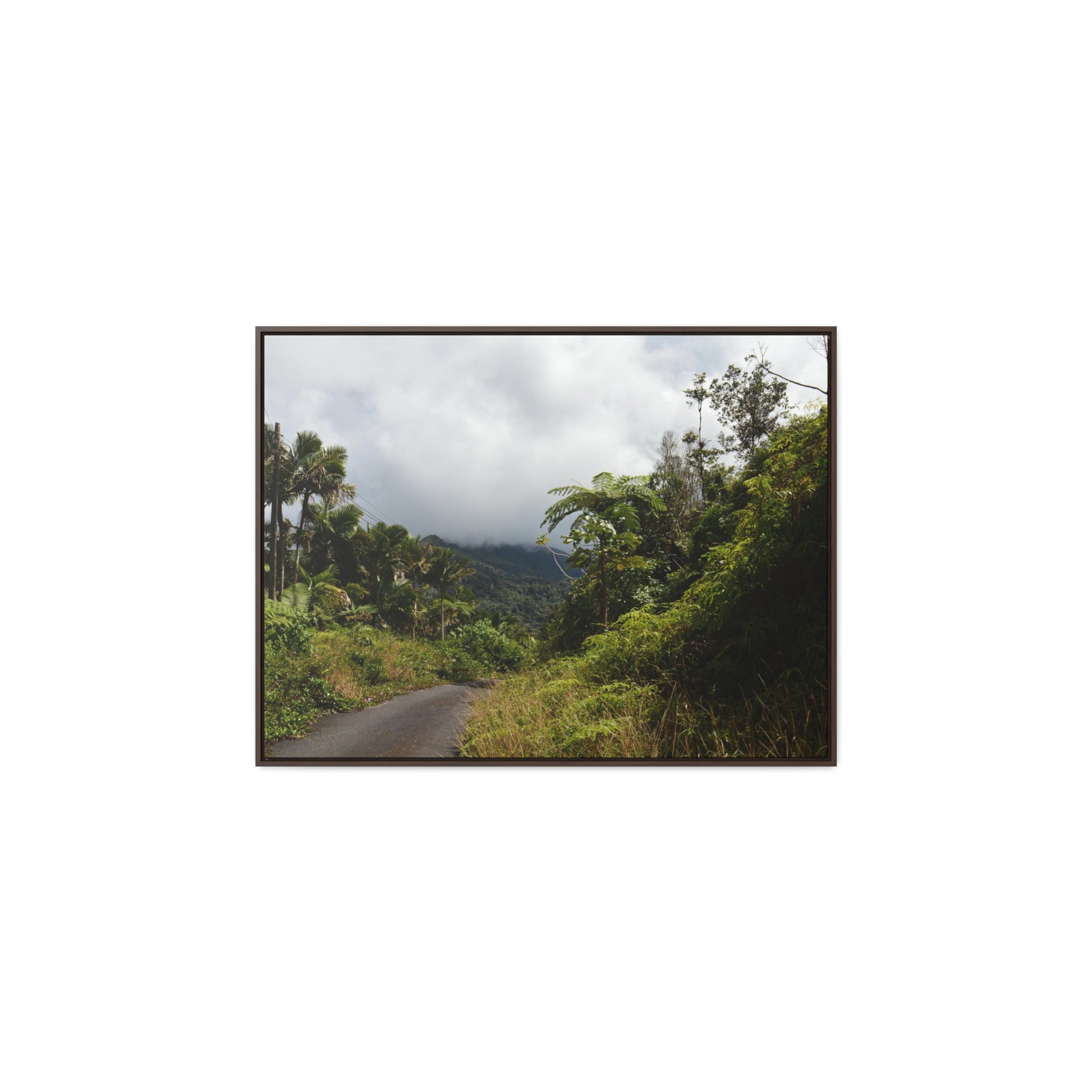 Rainforest Trails & Views - Gallery Canvas Wraps, Horizontal Frame - El Yunque National Forest - Puerto Rico - Closed PR191 forested road - Green Forest Home