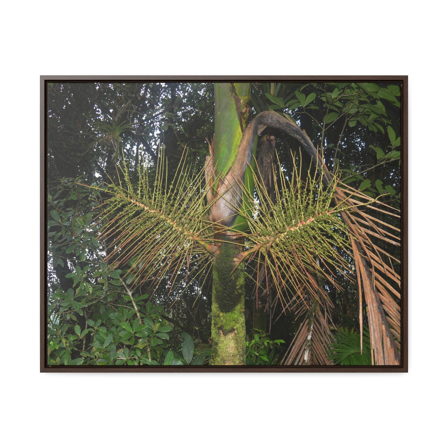 Rainforest Trails & Views - Gallery Canvas Wraps, Horizontal Frame - El Yunque National Forest - Puerto Rico - A close view of the Sierra Palm tree