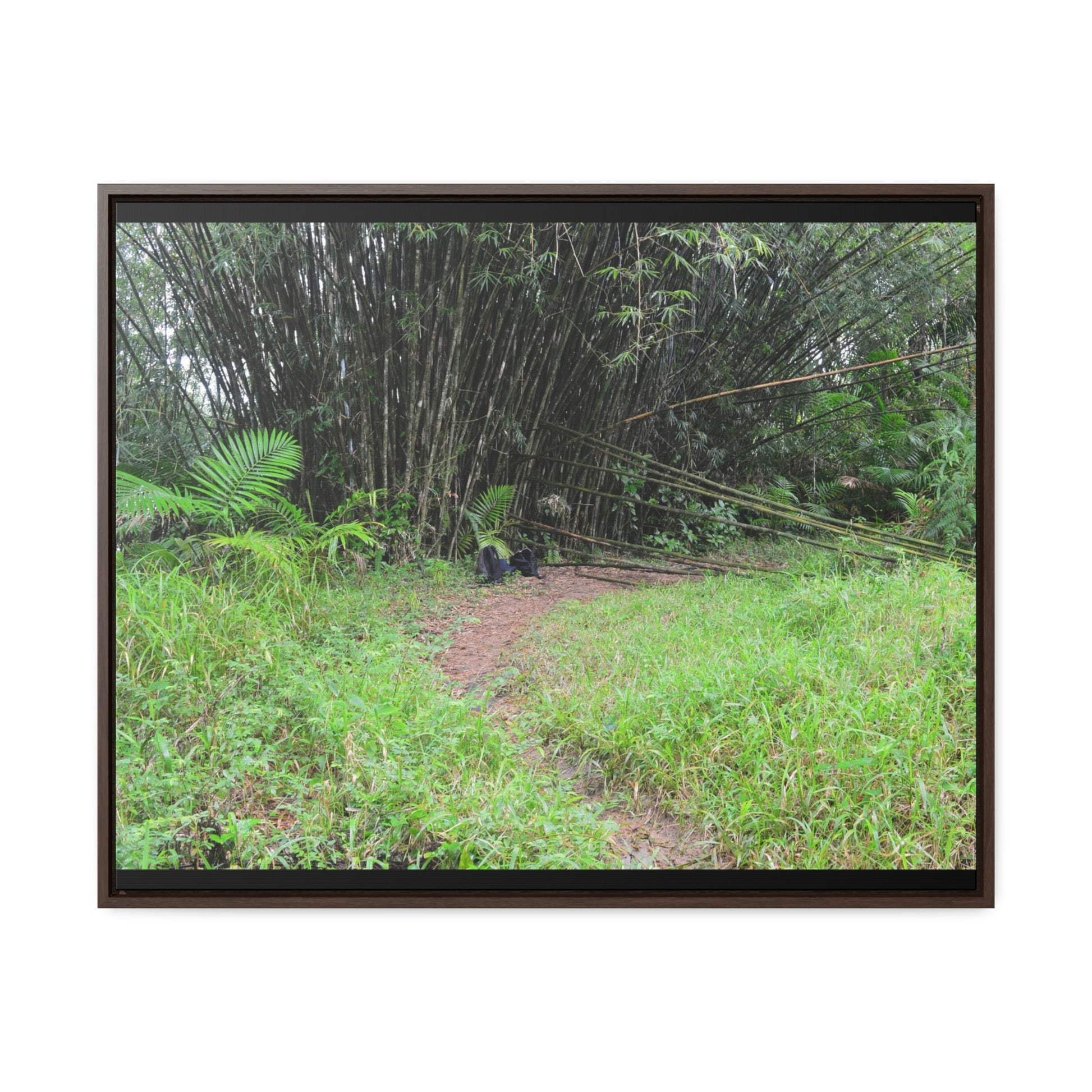 Rainforest Trails & Views - Gallery Canvas Wraps, Horizontal Frame - El Yunque National Forest - Puerto Rico - Path in camping zone near peaks - Green Forest Home