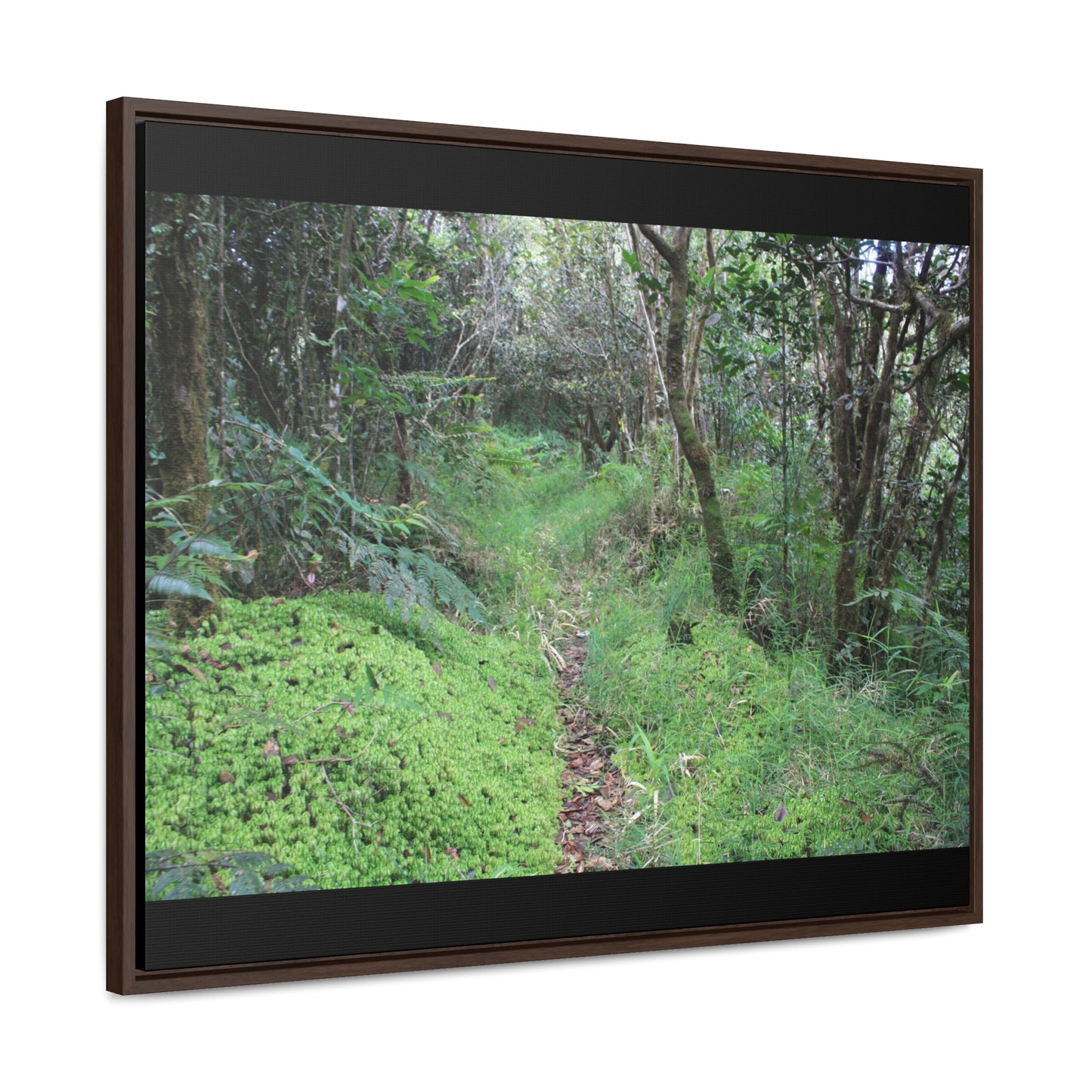 Rainforest Trails & Views - Gallery Canvas Wraps, Horizontal Frame - El Yunque National Forest - Tradewinds trail - cloud forest - Green Forest Home