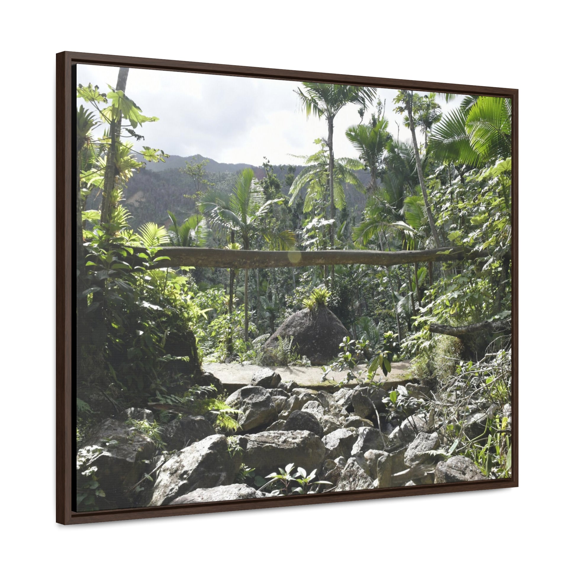 Rainforest Trails & Views - Gallery Canvas Wraps, Horizontal Frame - El Yunque National Forest - Puerto Rico - Rio Sabana Trail - Green Forest Home