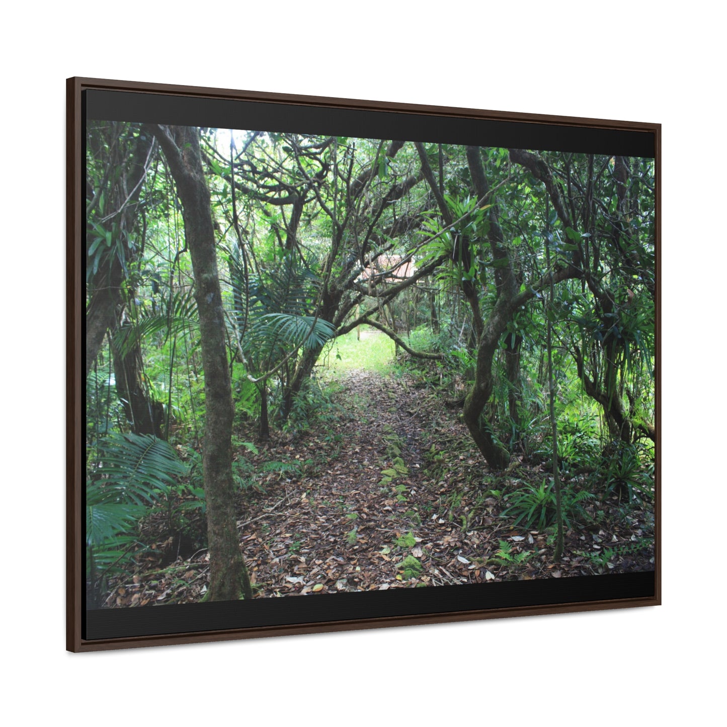 Rainforest Trails & Views - Gallery Canvas Wraps, Horizontal Frame - El Yunque National Forest - Puerto Rico - Tradewinds trail - cloud forest - Green Forest Home