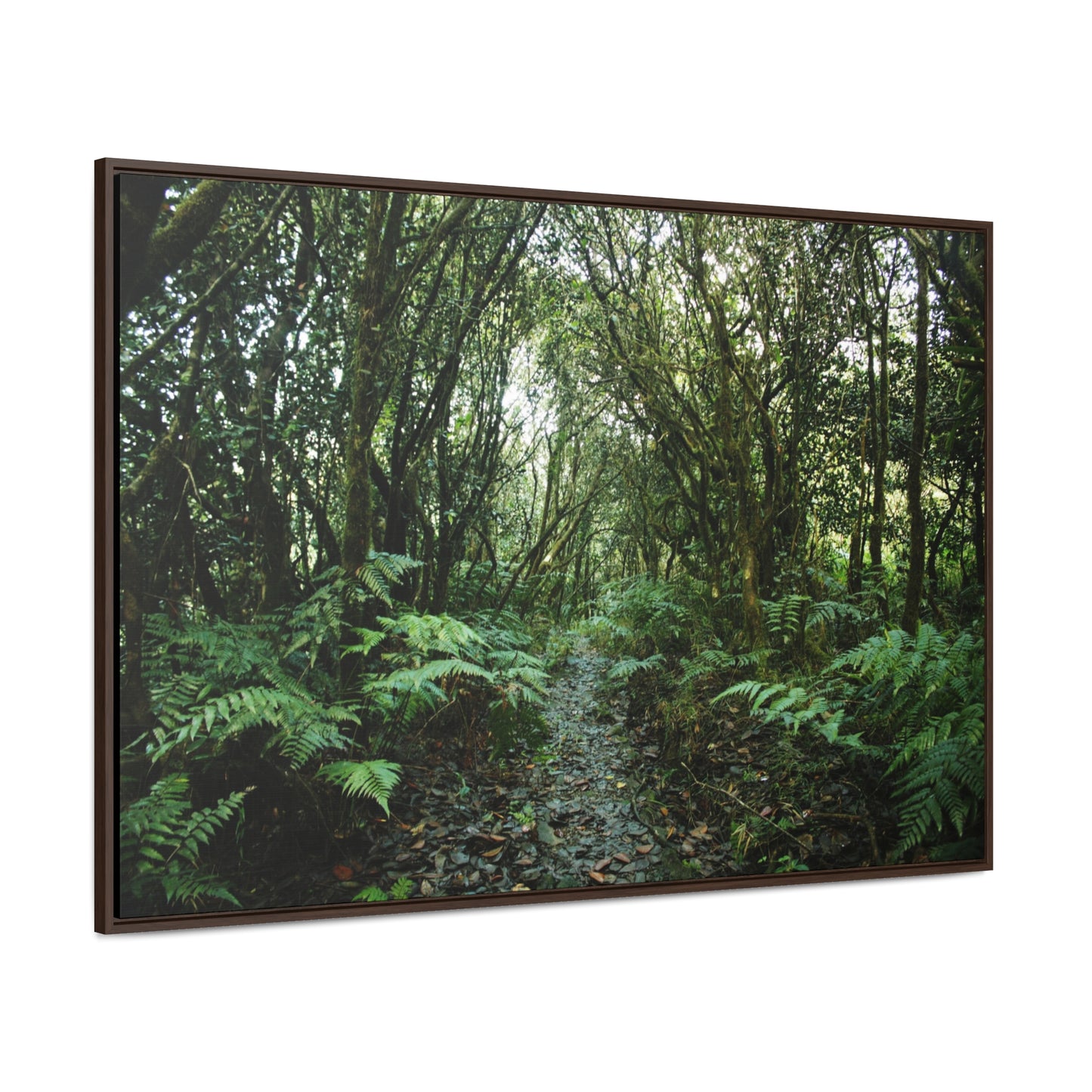 Rainforest Trails & Views - Gallery Canvas Wraps, Horizontal Frame - El Yunque National Forest - Puerto Rico - Tradewinds trail cloud forest - Green Forest Home