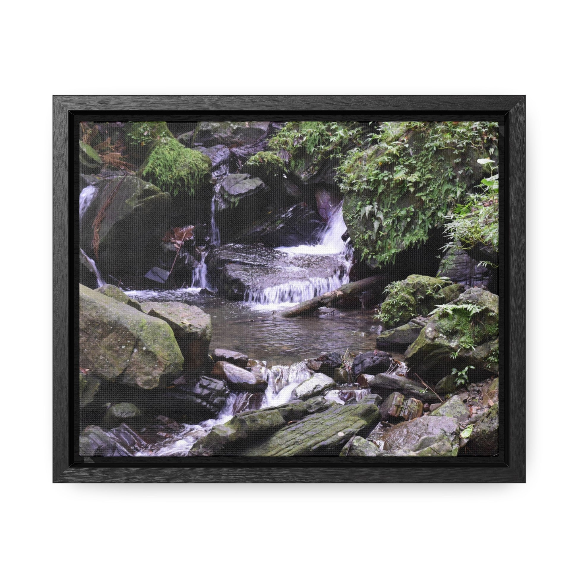 Rainforest Trails & Views - Gallery Canvas Wraps, Horizontal Frame - El Yunque National Forest - Puerto Rico - Juan Diego Trail & River - Green Forest Home