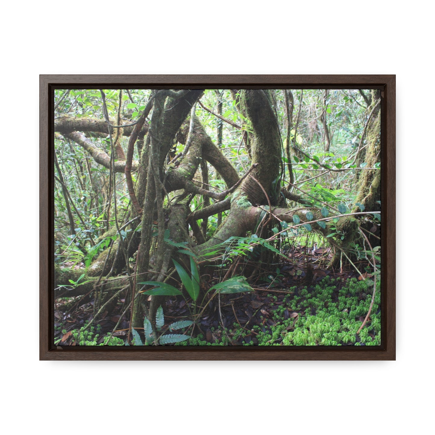 Rainforest Trails & Views - Gallery Canvas Wraps, Horizontal Frame - El Yunque National Forest - Puerto Rico - Tradewinds trail tree-jungle in the cloud forest - Green Forest Home