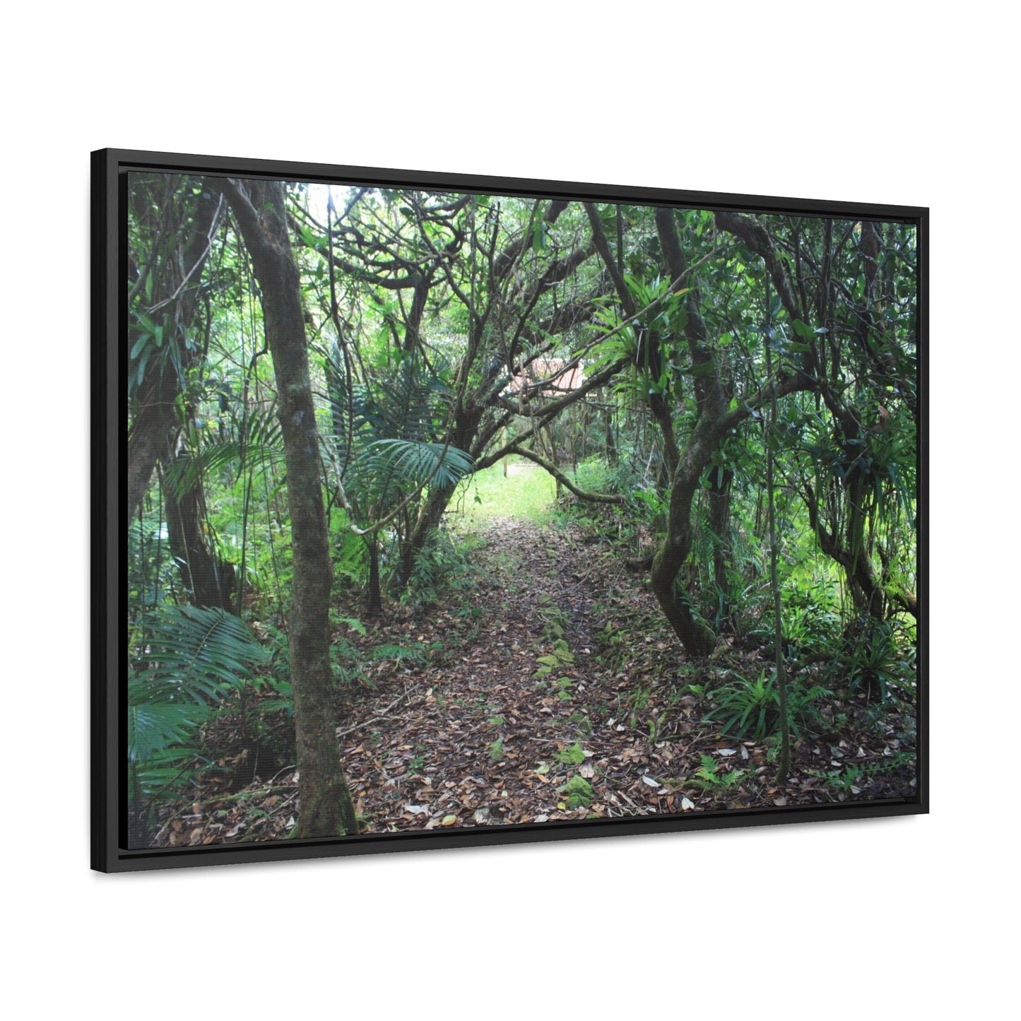 Rainforest Trails & Views - Gallery Canvas Wraps, Horizontal Frame - El Yunque National Forest - Puerto Rico - Tradewinds trail - cloud forest - Green Forest Home