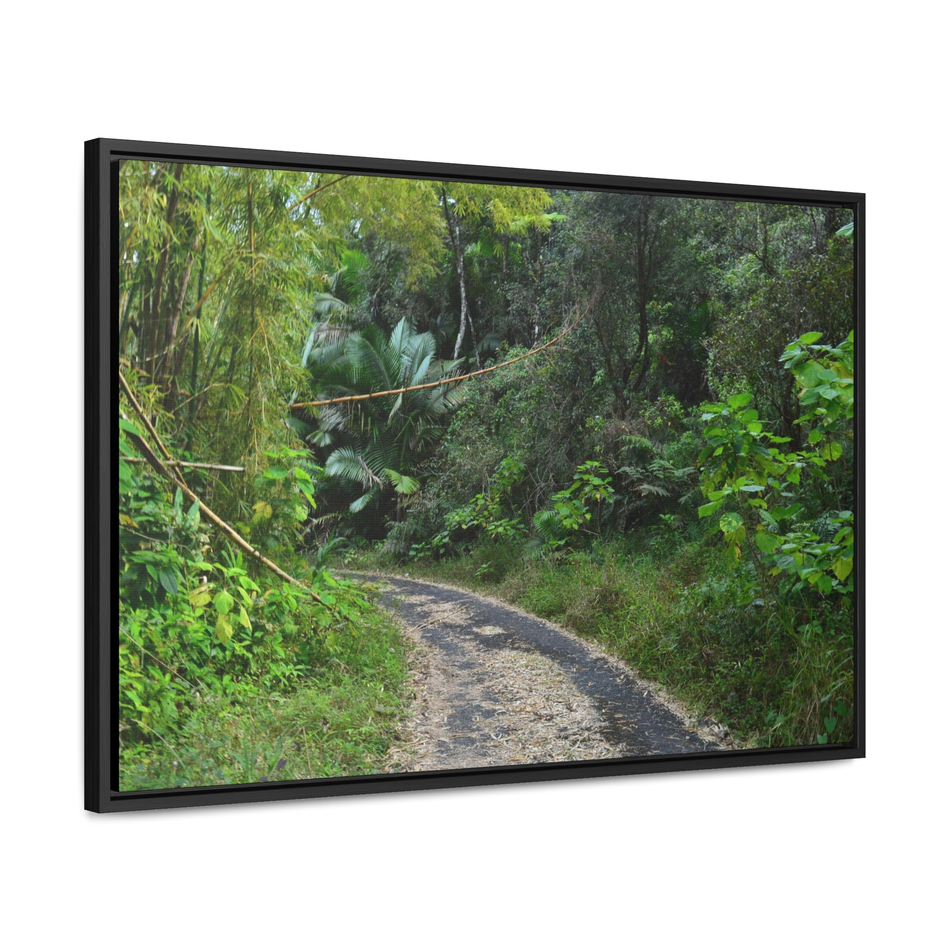 Rainforest Trails & Views - Gallery Canvas Wraps, Horizontal Frame - El Yunque National Forest - Puerto Rico - Closed PR191 forested road - Green Forest Home