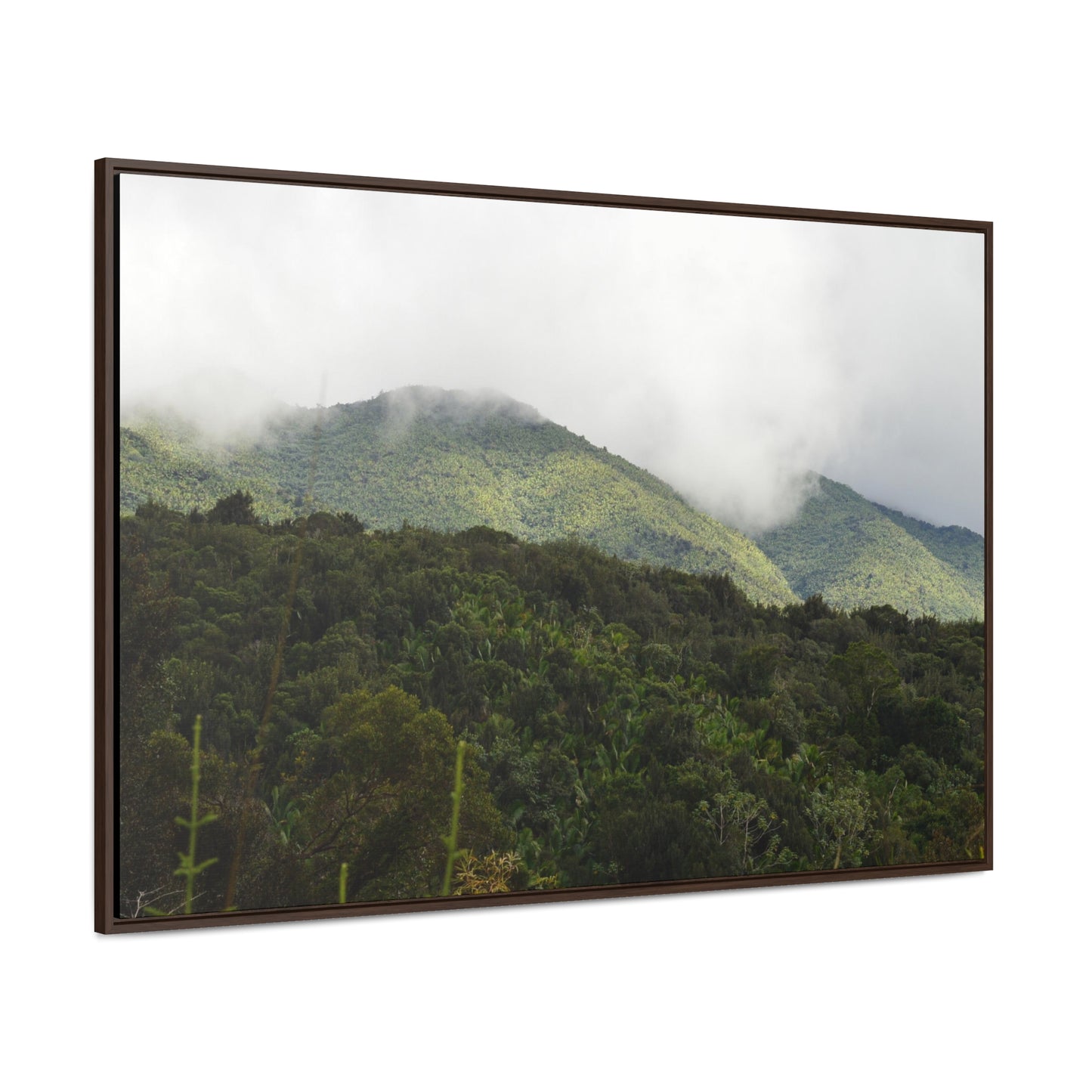 Rainforest Trails & Views - Gallery Canvas Wraps, Horizontal Frame - El Yunque National Forest - Puerto Rico - View from Closed PR191 road - Green Forest Home