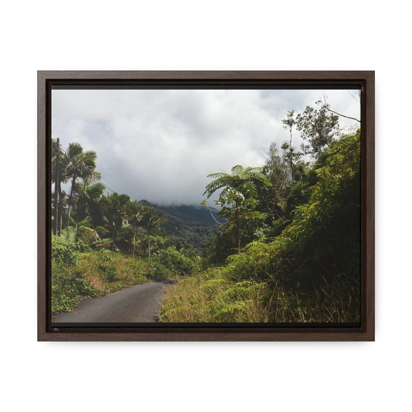 Rainforest Trails & Views - Gallery Canvas Wraps, Horizontal Frame - El Yunque National Forest - Puerto Rico - Closed PR191 forested road - Green Forest Home