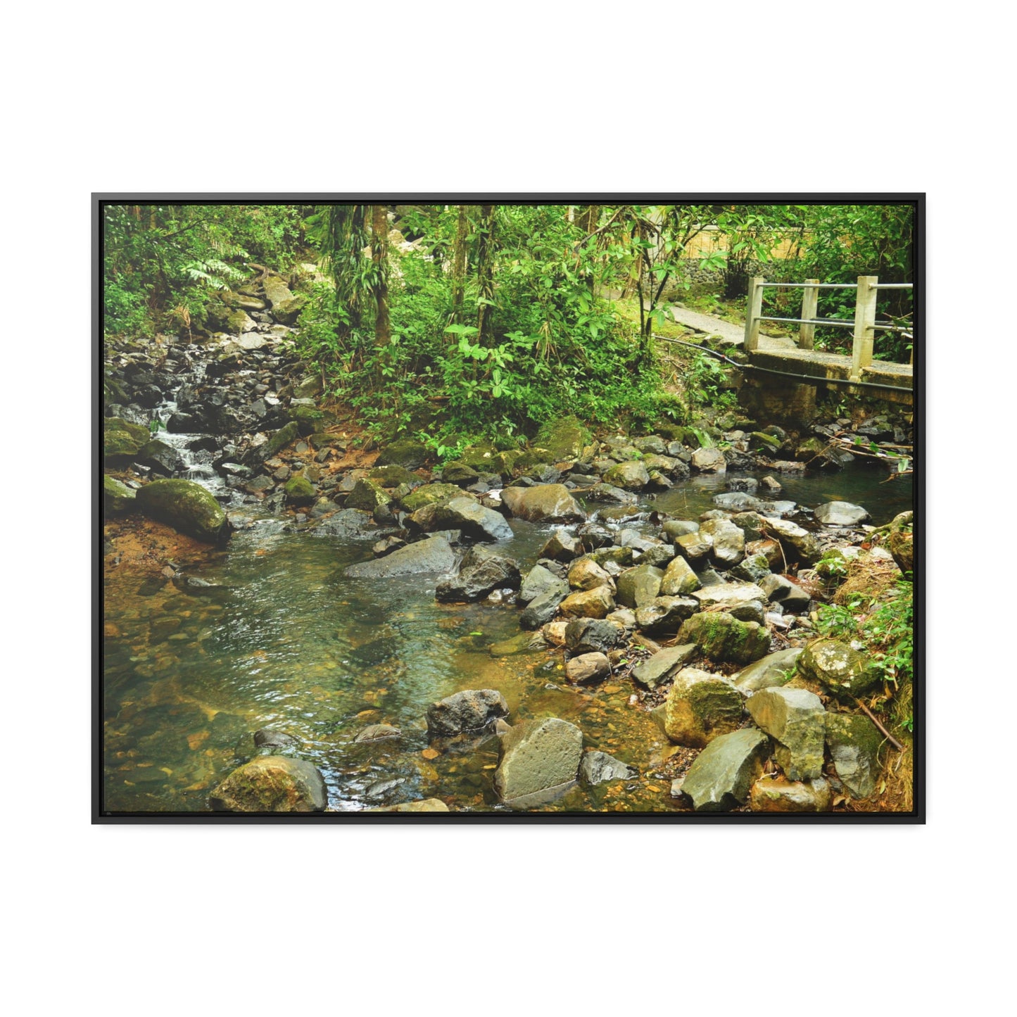 Rainforest Trails & Views - Gallery Canvas Wraps, Horizontal Frame - El Yunque National Forest - Puerto Rico - The Famous La Mina Trail & River - Green Forest Home