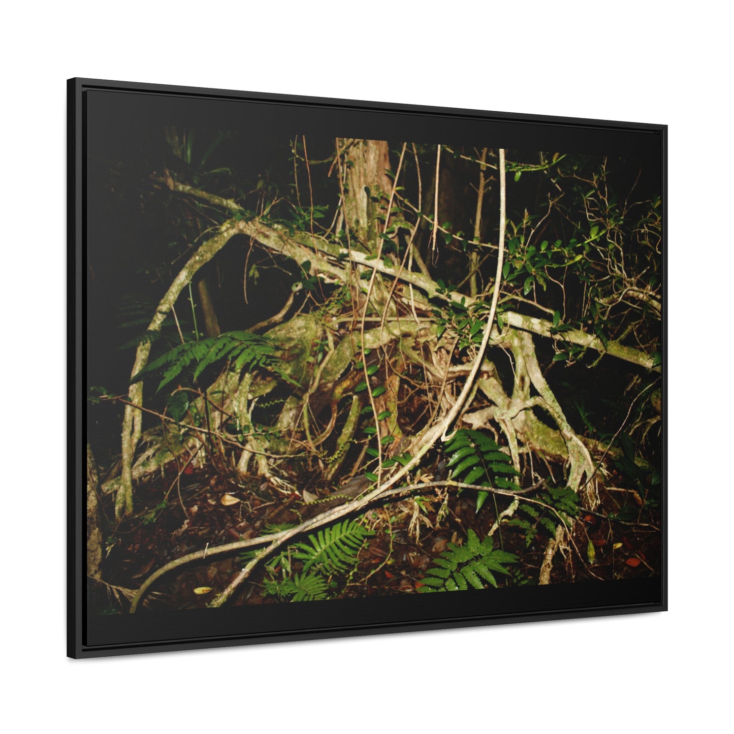 Rainforest Trails & Views - Gallery Canvas Wraps, Horizontal Frame - El Yunque National Forest - Puerto Rico - Tradewinds trail weird trees - Green Forest Home