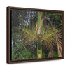 Rainforest Trails & Views - Gallery Canvas Wraps, Horizontal Frame - El Yunque National Forest - Puerto Rico - A close view of the Sierra Palm tree