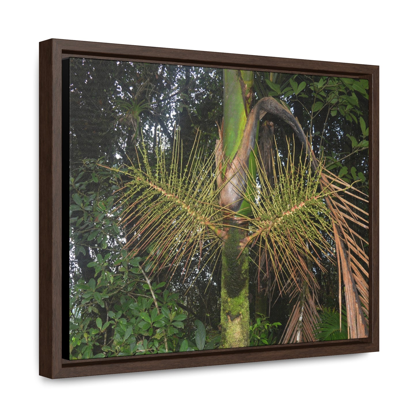 Rainforest Trails & Views - Gallery Canvas Wraps, Horizontal Frame - El Yunque National Forest - Puerto Rico - A close view of the Sierra Palm tree