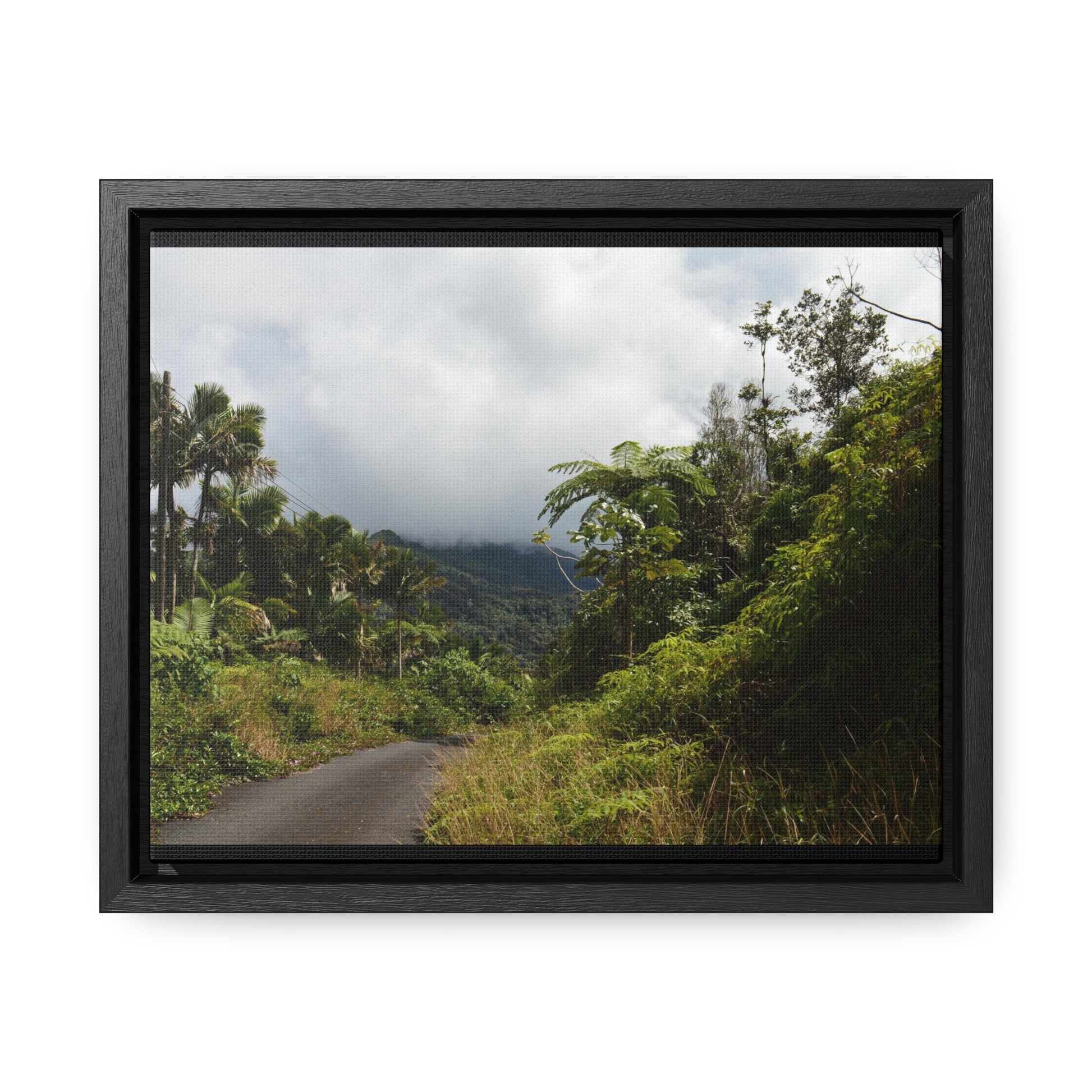 Rainforest Trails & Views - Gallery Canvas Wraps, Horizontal Frame - El Yunque National Forest - Puerto Rico - Closed PR191 forested road - Green Forest Home