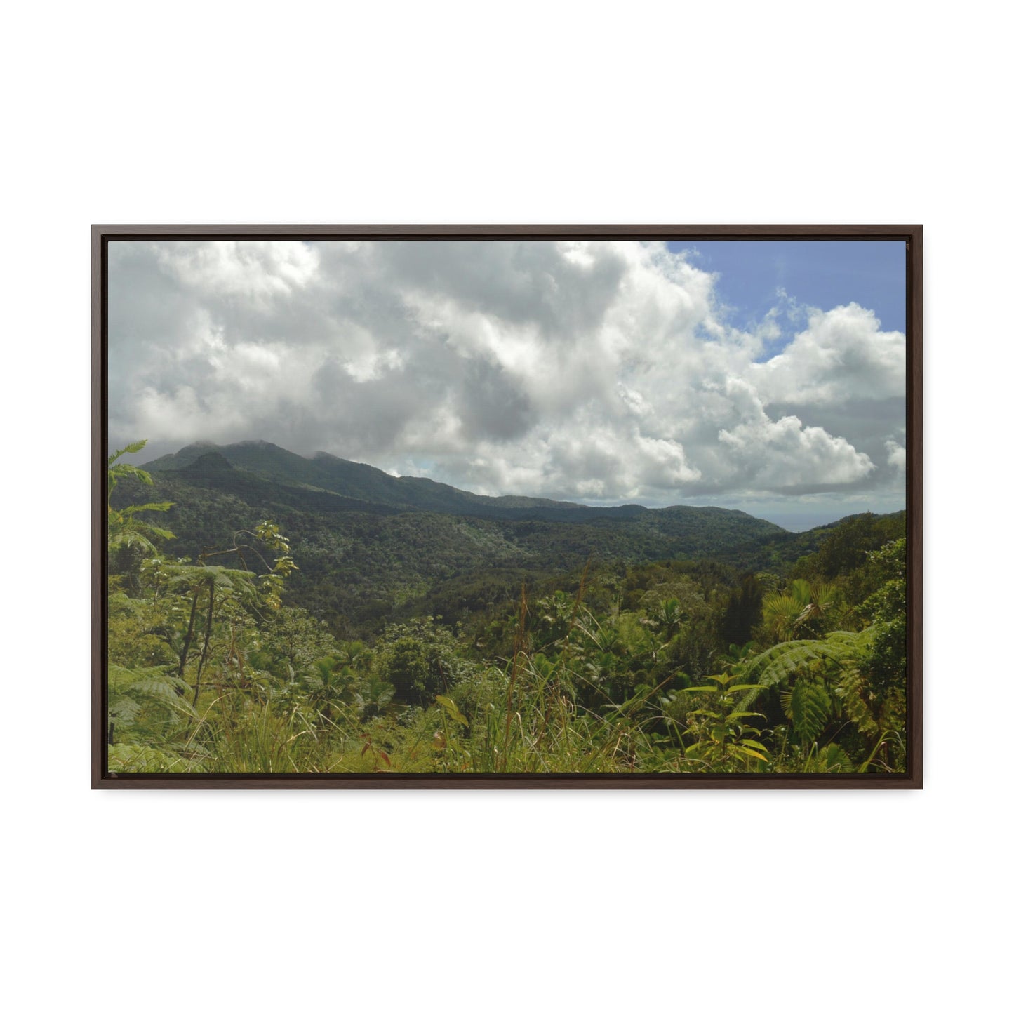 Rainforest Trails & Views - Gallery Canvas Wraps, Horizontal Frame - El Yunque National Forest - Puerto Rico - View from PR191 closed forest road - Green Forest Home