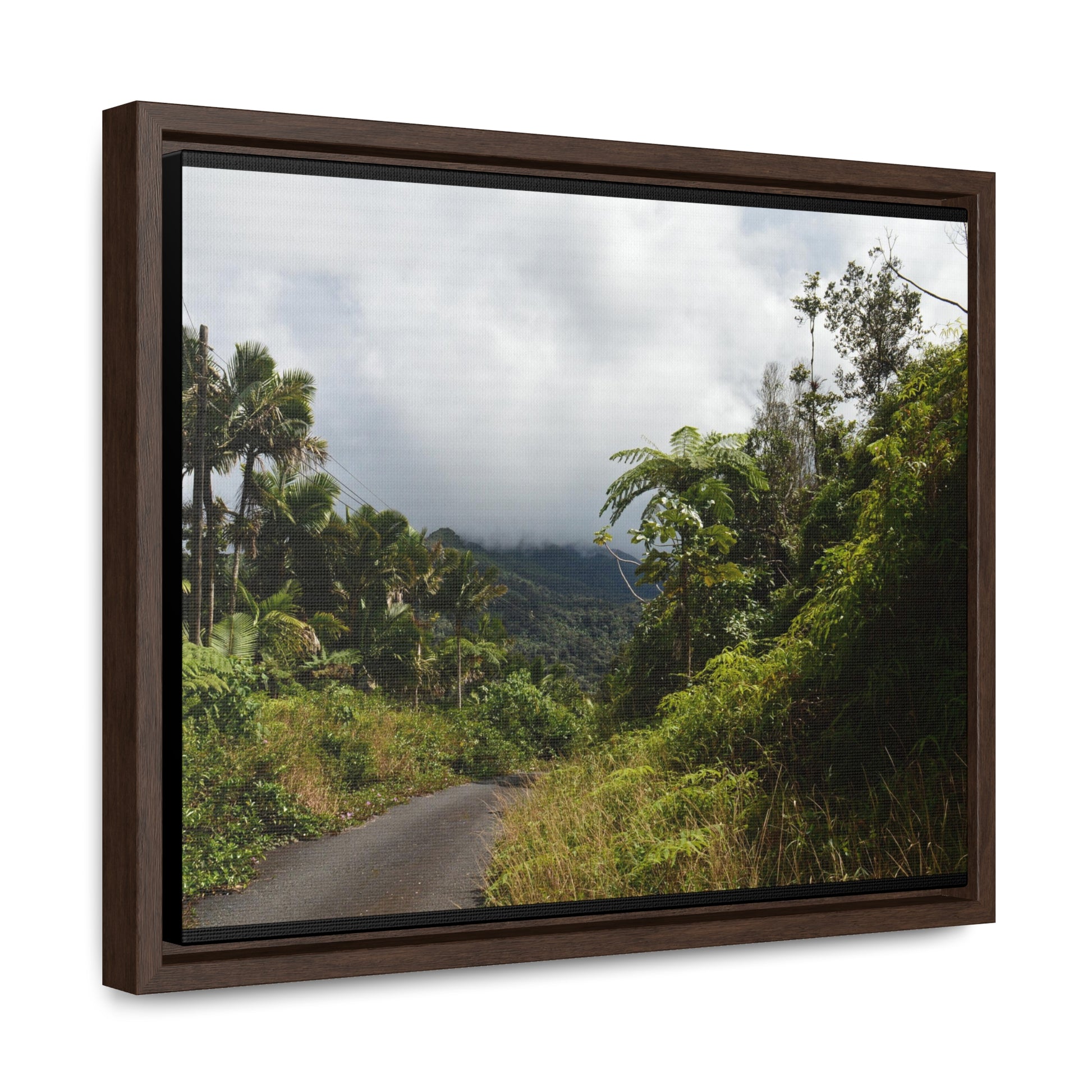 Rainforest Trails & Views - Gallery Canvas Wraps, Horizontal Frame - El Yunque National Forest - Puerto Rico - Closed PR191 forested road - Green Forest Home