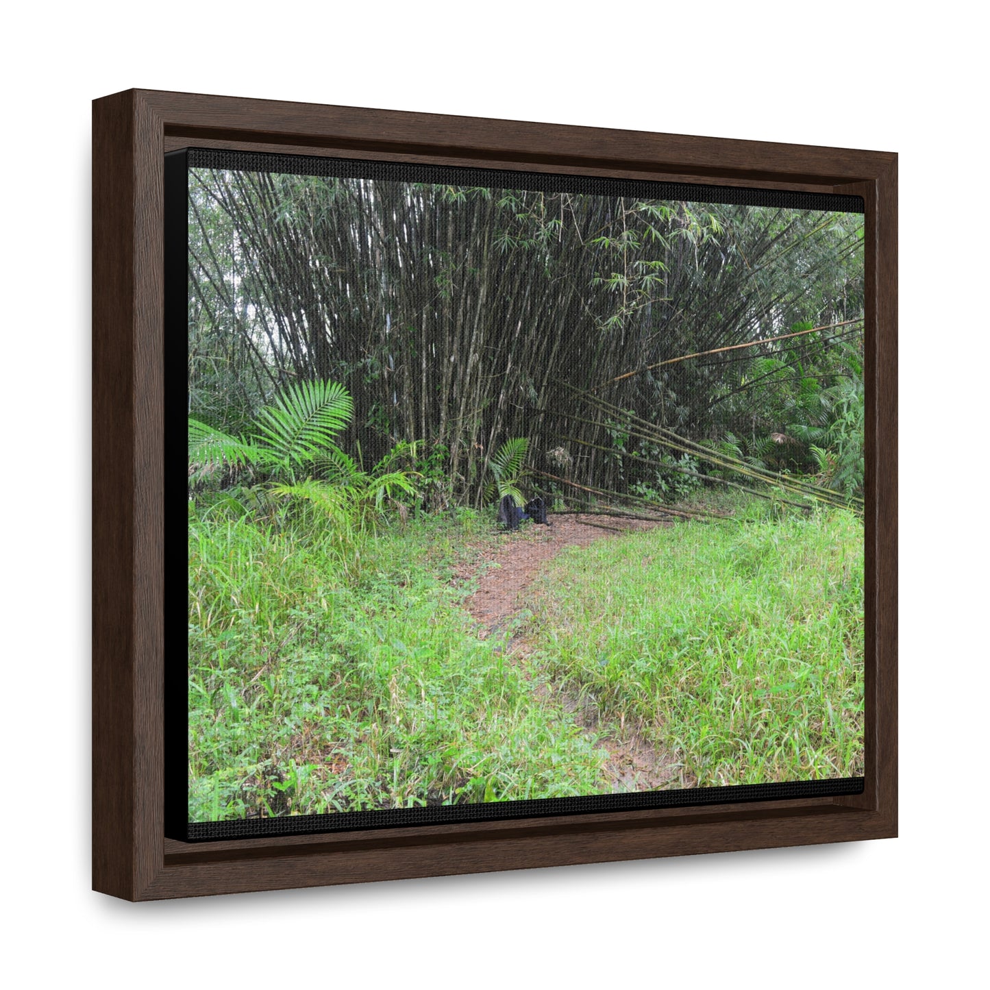 Rainforest Trails & Views - Gallery Canvas Wraps, Horizontal Frame - El Yunque National Forest - Puerto Rico - Path in camping zone near peaks - Green Forest Home